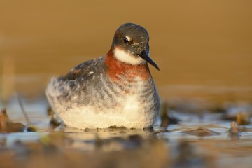 Fototapeta premium Red-necked Phalarope - Phalaropus lobatus in the morning in the sea
