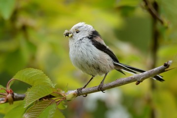 Long tailed Tit - Aegithalos caudatus