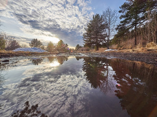 Fototapeta premium reflection of a pine forest in the water. Spring
