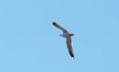 seagull in flight over water