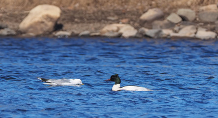 duck Mergus merganser on the water