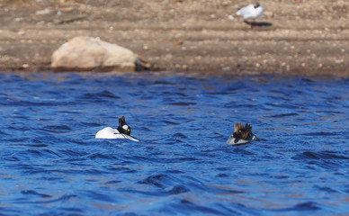 goldeneye duck on the water