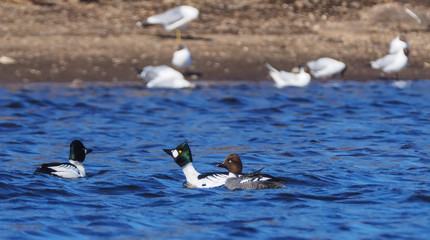 goldeneye duck on the water