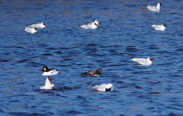 goldeneye duck on the water