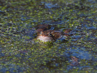 frog in the pond