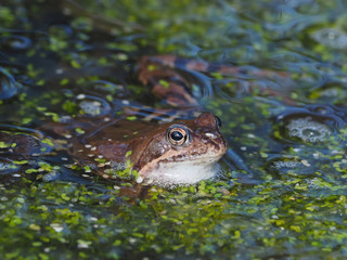 frog in the pond