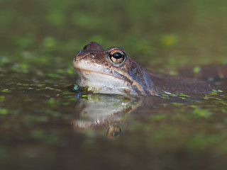 frog in the pond