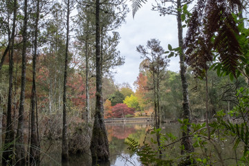 distant colourful trees across the water