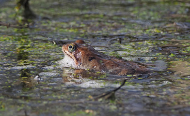 frog in the pond