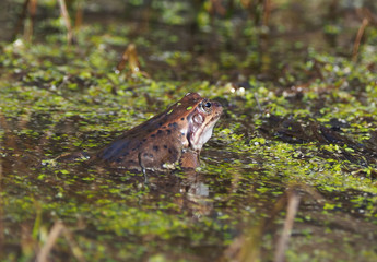 frog in the pond