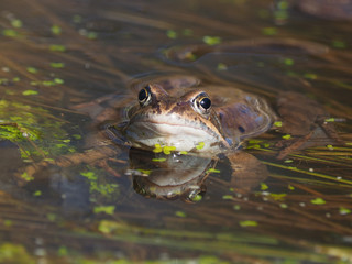 frog in the pond