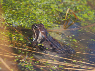 frog in the pond