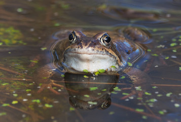 frog in the pond