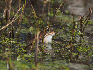 frog in the pond