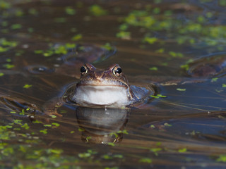 frog in the pond