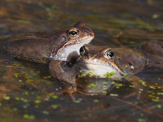 frog in the pond