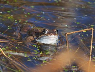 frog in the pond
