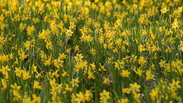 Tilt up of yellow daffodils and jonquils in early spring.