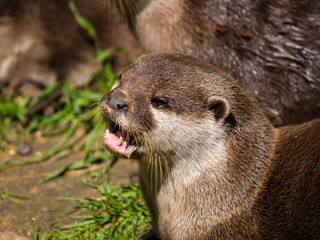 Loutre