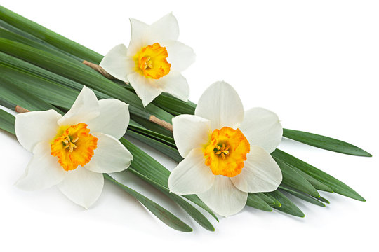 Narcissus spring flower on white