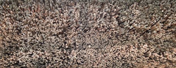 Bulrush texture close up. The texture of the dry reeds. Yellow reeds. A roof made of reeds or bulrush. Template or mock up.