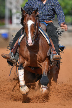 The front view of a rider in jeans, cowboy chaps and checkered shirt on a reining horse slides to a stop in the red clay an arena.
