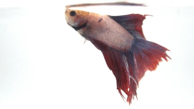 Colorful betta fish, The Siamese fighting fish (Betta splendens) 