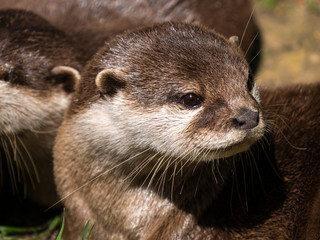 Loutre