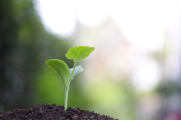 Small growing pumpkin