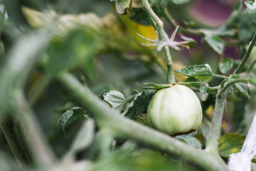 Green Tomatoes in a garden