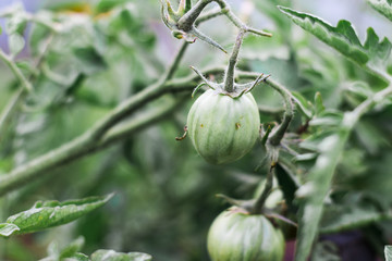 Green Tomatoes in a garden