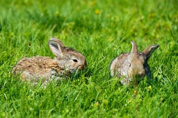 Cute two little hare sitting in the grass. Picturesque habitat, life in the meadow.