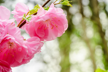 pink plum flower