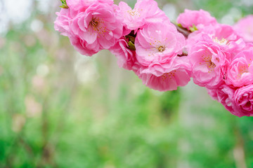 Fototapeta na wymiar pink plum flower