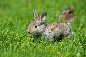 Cute two little hare sitting in the grass. Picturesque habitat, life in the meadow.