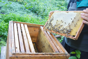 Close up on Beekeeping. Beekeeper holding frame of honeycomb from beehive with working bees.