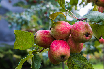 Apple on the branch of apple tree