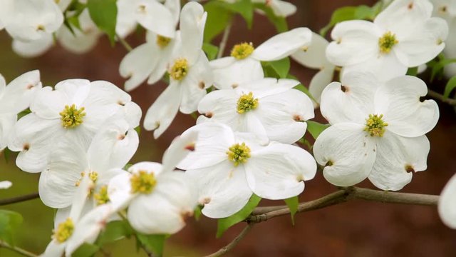 Close up of flowering Dogwood tree in a gentle breeze.