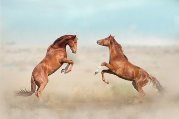 Fototapeta na wymiar two young stallions fighting