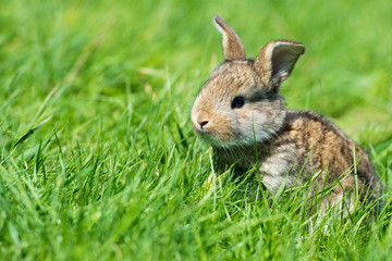Cute rabbit with flower dandelion sitting in grass. Animal nature habitat, life in meadow. European rabbit or common rabbit.