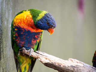 Loriquet © photoloulou91