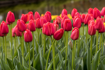 red tulips flowers blooming in a garden