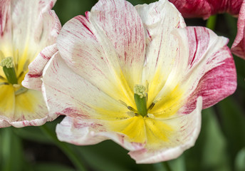 Fototapeta na wymiar colorful botanical tulips flowers blooming in a garden