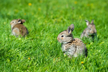 Cute three little hare sitting in the grass. Picturesque habitat, life in the meadow.