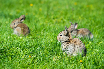 Cute three little hare sitting in the grass. Picturesque habitat, life in the meadow.