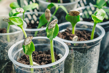 Young Pumpkin Shoots closeup