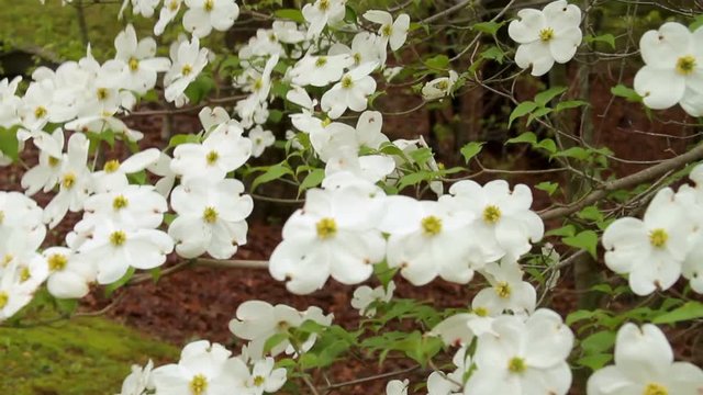Dogwood blooms blowing in the wind