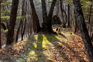 the shadows of the autumn forest and the Corgi dog