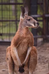 Blickdichte Vorhänge Känguru カンガルー  
