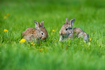 Cute two little hare sitting in the grass. Picturesque habitat, life in the meadow.